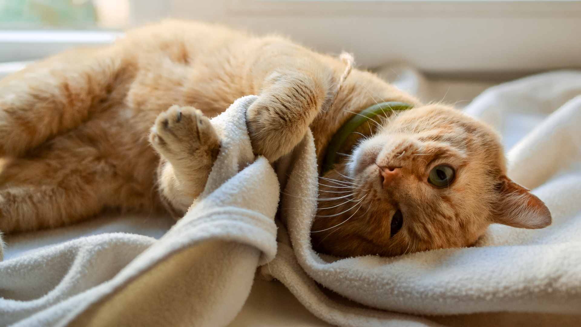 Que Significa Que Tu Gato Se Acuesta Encima Tuyo